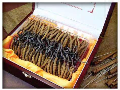 岚皋冬虫夏草回收